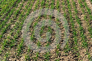 Young green sprouts line. Green wheat grows in a field. Sprouts of young barley or wheat that have sprouted in the soil