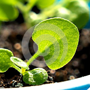 Young green sprouts, macro. Green shoots of a petunia flower on a windowsill. Fresh healthy seed sprouts