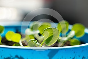 Young green sprouts, macro. Green shoots of a petunia flower on a windowsill. Fresh healthy seed sprouts