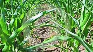 Young green sprouts of maize plant cultivated in field. Concept of agriculture and the cultivation of food and animal feed.