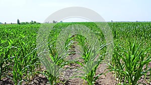 Young green sprouts of maize plant cultivated in field. Concept of agriculture and the cultivation of food and animal feed.