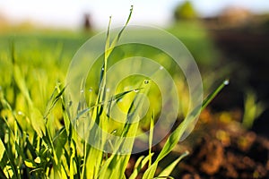 Young green sprouts of sprouted wheat in a field in the morning dew and changing spring-summer sun.