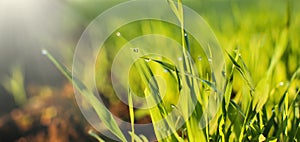 Young green sprouts of sprouted wheat in a field in the morning dew and changing spring-summer sun.