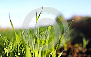 Young green sprouts of sprouted wheat in a field in the morning dew and changing spring-summer sun.