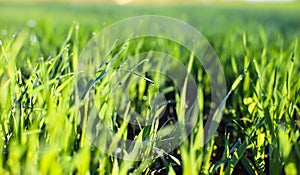 Young green sprouts of sprouted wheat in a field in the morning dew and changing spring-summer sun.
