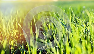 Young green sprouts of sprouted wheat in a field in the morning dew and changing spring-summer sun.