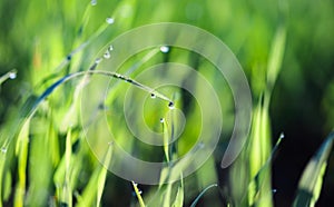 Young green sprouts of sprouted wheat in a field in the morning dew and changing spring-summer sun.