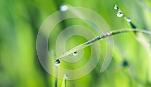 Young green sprouts of sprouted wheat in a field in the morning dew and changing spring-summer sun.