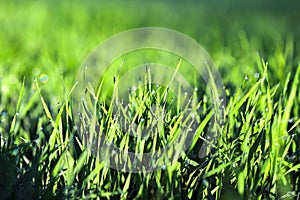 Young green sprouts of sprouted wheat in a field in the morning dew and changing spring-summer sun.