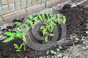 young green sprouts of sprouting tomatoes in a garden bed