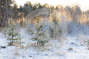 Young green spruce trees covered with fluffy snow in a cold winter forest against the backdrop of pine trees and the setting sun.