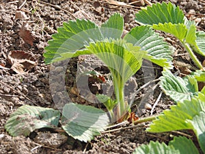 young Green Strawberry Seedlings in the Ground