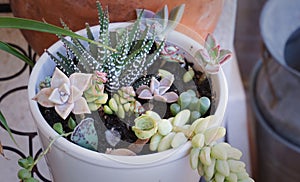 Young green Succulent flower plants offsets in home garden