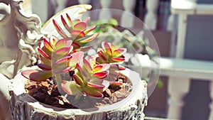 Young green Succulent flower plants offsets in home garden