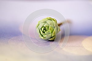 Young Green Succulent pup in a Tight Bud