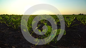 Young green sugar beet grows on a field in black soil. Sugar beet field in the sunset.