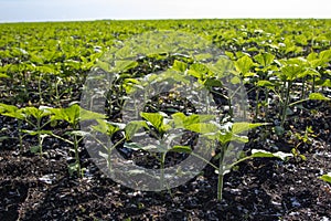 Young Green sunflower seedlings growing in a soil field. Close up on sprouting rye agricultural on a field in sunset