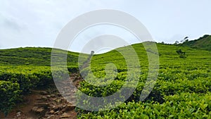 Young green tea leaves on the tea bushes. Action. Fresh tea leaves on tea plantations.