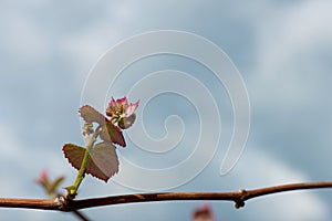 Young green tender shoots and leaves of grapes on the vine against the blue sky in the spring