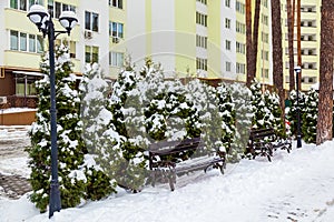 Young green thuja in winter