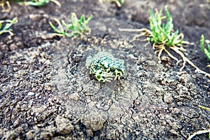 A young green toad