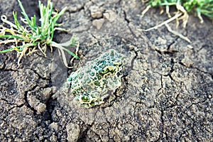 A young green toad