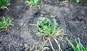 A young green toad