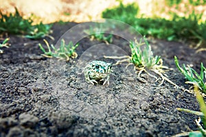 A young green toad