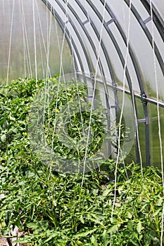 Young green tomato bushes tied to the frame of the greenhouse.