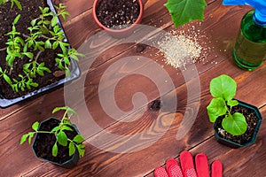 Young green tomato and eggplant seedlings in pots, garden gloves, showel and water on brown wooden background with copy space, top