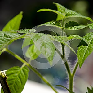 A young green tomato seedling grows on the windowsill