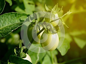 Young green tomatoes