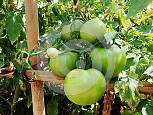 Young green tomatoes on the garden