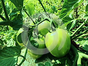 Young green tomatoes on the garden