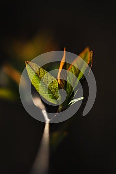 Young green tree leaf in spring