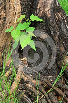 Young green tree on the old stump