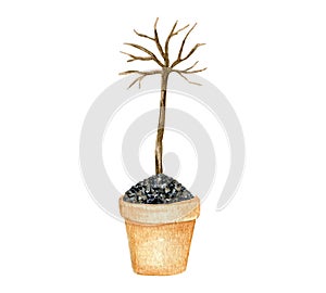 young Green tree sprout growing out from soil ceramic flower pot isolated on white background, watercolor illustration