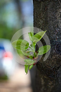 Young green twig growing on tree trunk