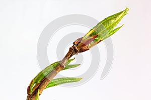 Young green twig of poplar tree.