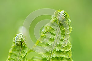 Young green twisted fern leaves