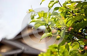 Young green ume plum fruit on a tree., Japan plum