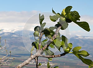 Young,  green, unripe figs grow on a tree against the background of the snow-capped peak of Mount Hermon in the Upper Galilee in