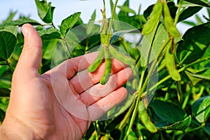 Young green unripe soybean pods on the stem of plant in mans hand