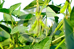 Young green unripe soybean pods on the stem of plant in a soybean field
