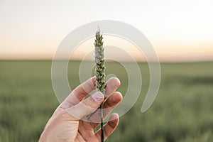 Young green unripe wheat sprout in the hands of a farmer. Wheat seedling on the hand. Farmer checking his crops on an