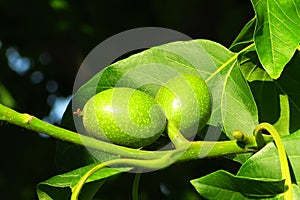 young green walnuts growing on a walnut tree