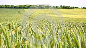 Young green wheat blowing in the wind. Field of corn plants at middle of June.