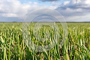 Young green wheat corn grass sprouts field close