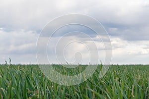 Young green wheat corn grass sprouts field closeup