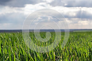 Young green wheat corn grass sprouts field closeup